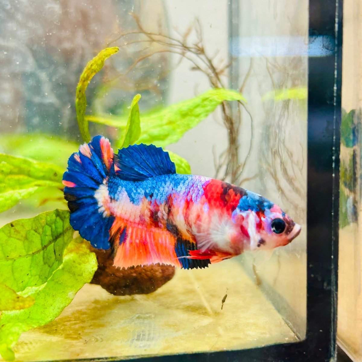 Betta Female Plakat Multicolor Candy 176 Breeder Grade