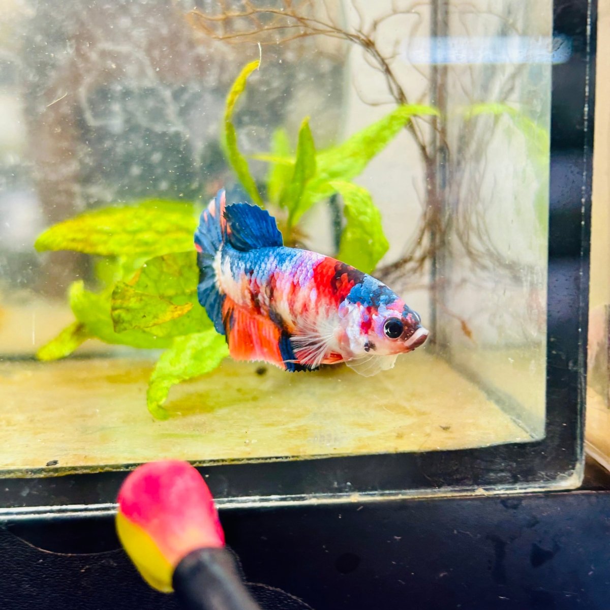 Betta Female Plakat Multicolor Candy 176 Breeder Grade