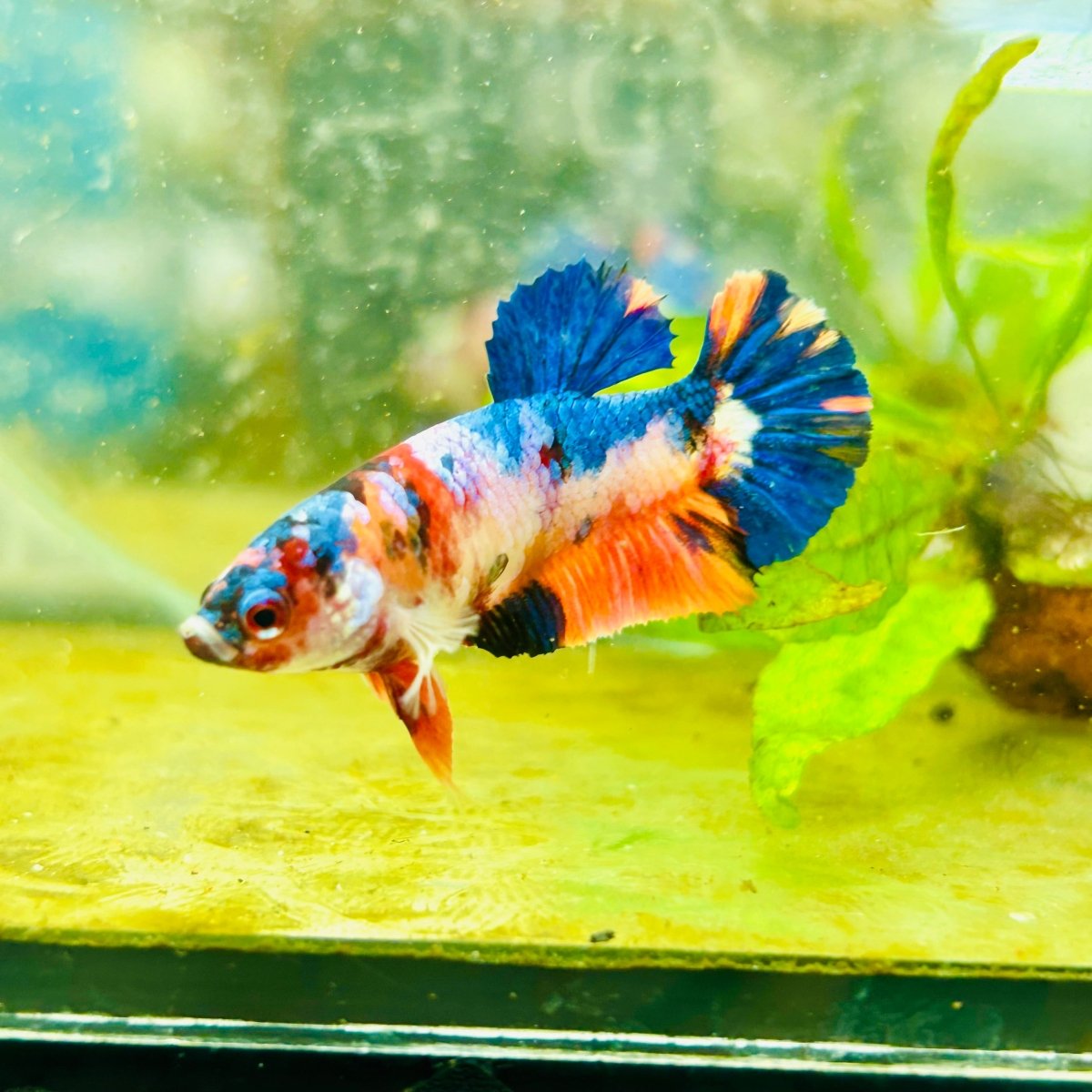 Betta Female Plakat Multicolor Candy 176 Breeder Grade