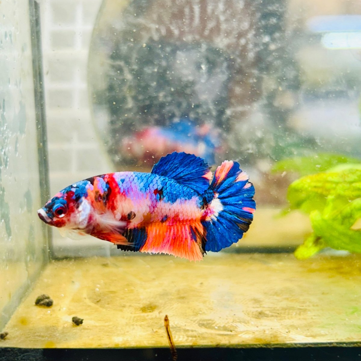 Betta Female Plakat Multicolor Candy 176 Breeder Grade