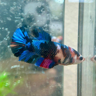 Betta Female Plakat Multicolor Koi 003