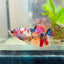 Betta Female Plakat multicolor Koi 066