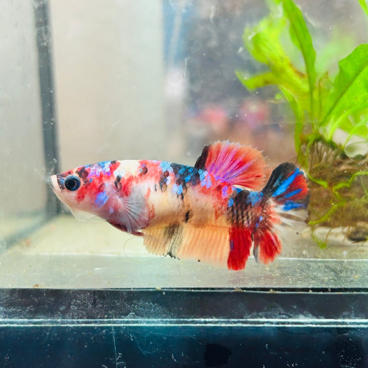 Betta Female Plakat multicolor Koi 066