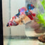 Betta Female Plakat multicolor Koi 066