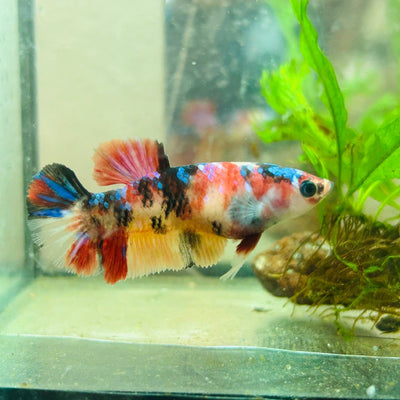 Betta Female Plakat multicolor Koi 066