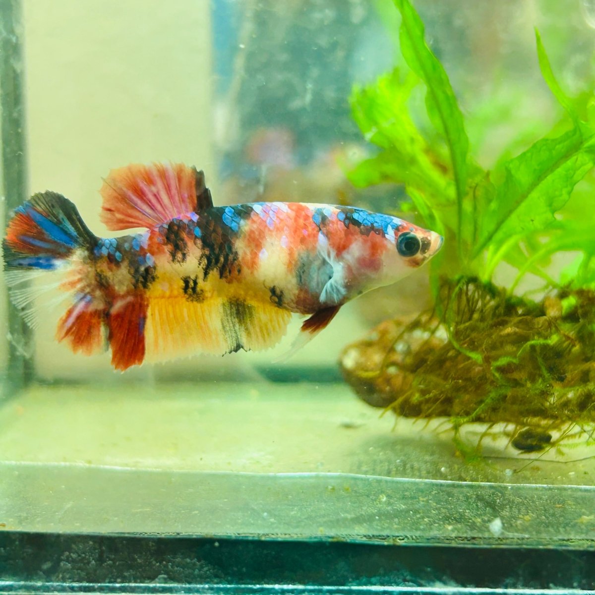 Betta Female Plakat multicolor Koi 066