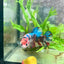 Betta Female Plakat Multicolor Koi 168
