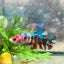 Betta Female Plakat Multicolor Koi 168
