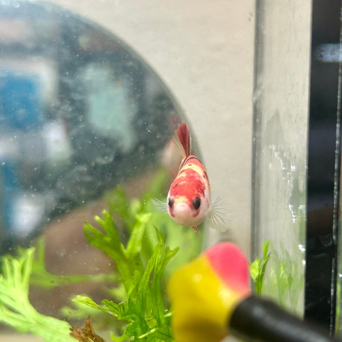 Betta Female Plakat Multicolor Nemo #003
