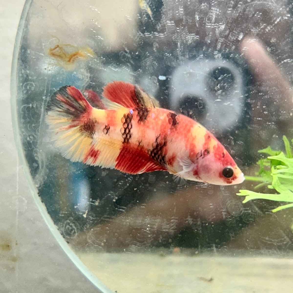 Betta Female Plakat Multicolor Nemo #003