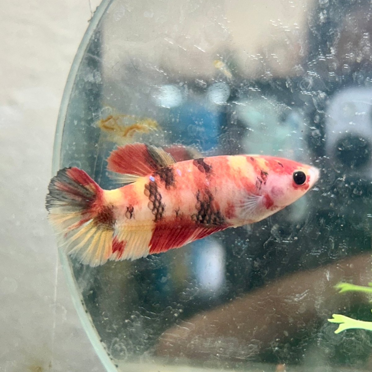 Betta Female Plakat Multicolor Nemo #003