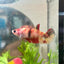 Betta Female Plakat Multicolor Nemo 003