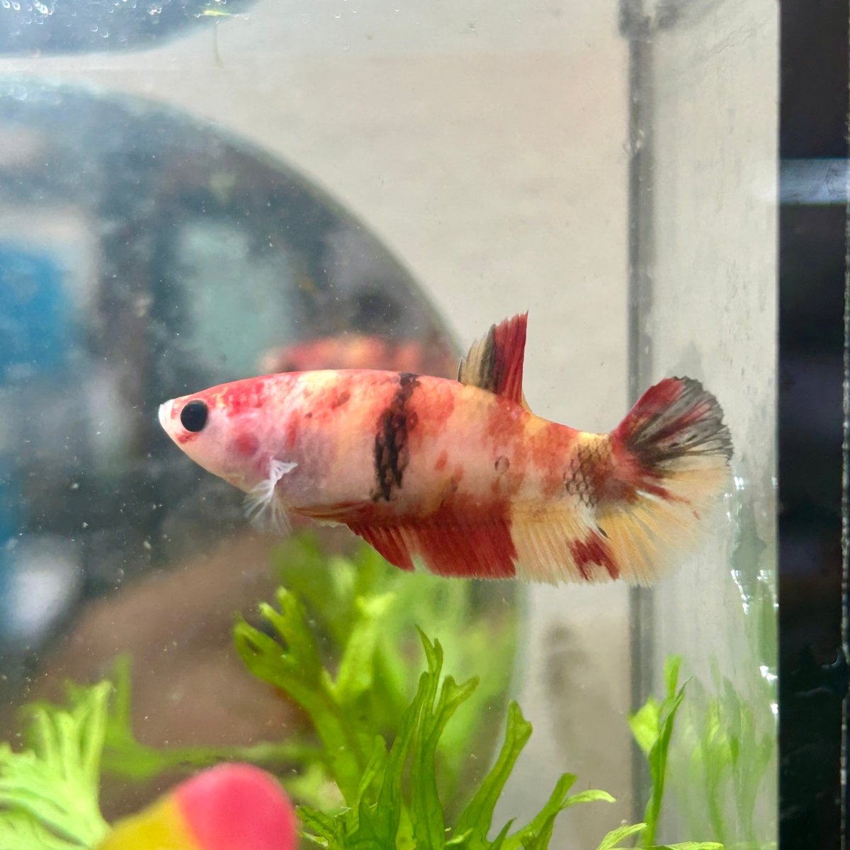 Betta Female Plakat Multicolor Nemo #003