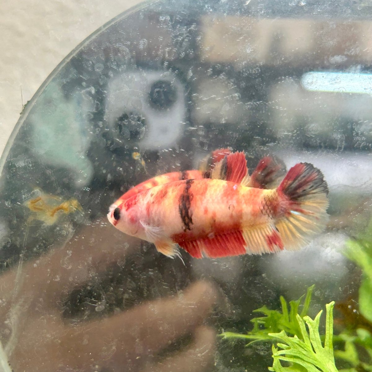 Betta Female Plakat Multicolor Nemo #003