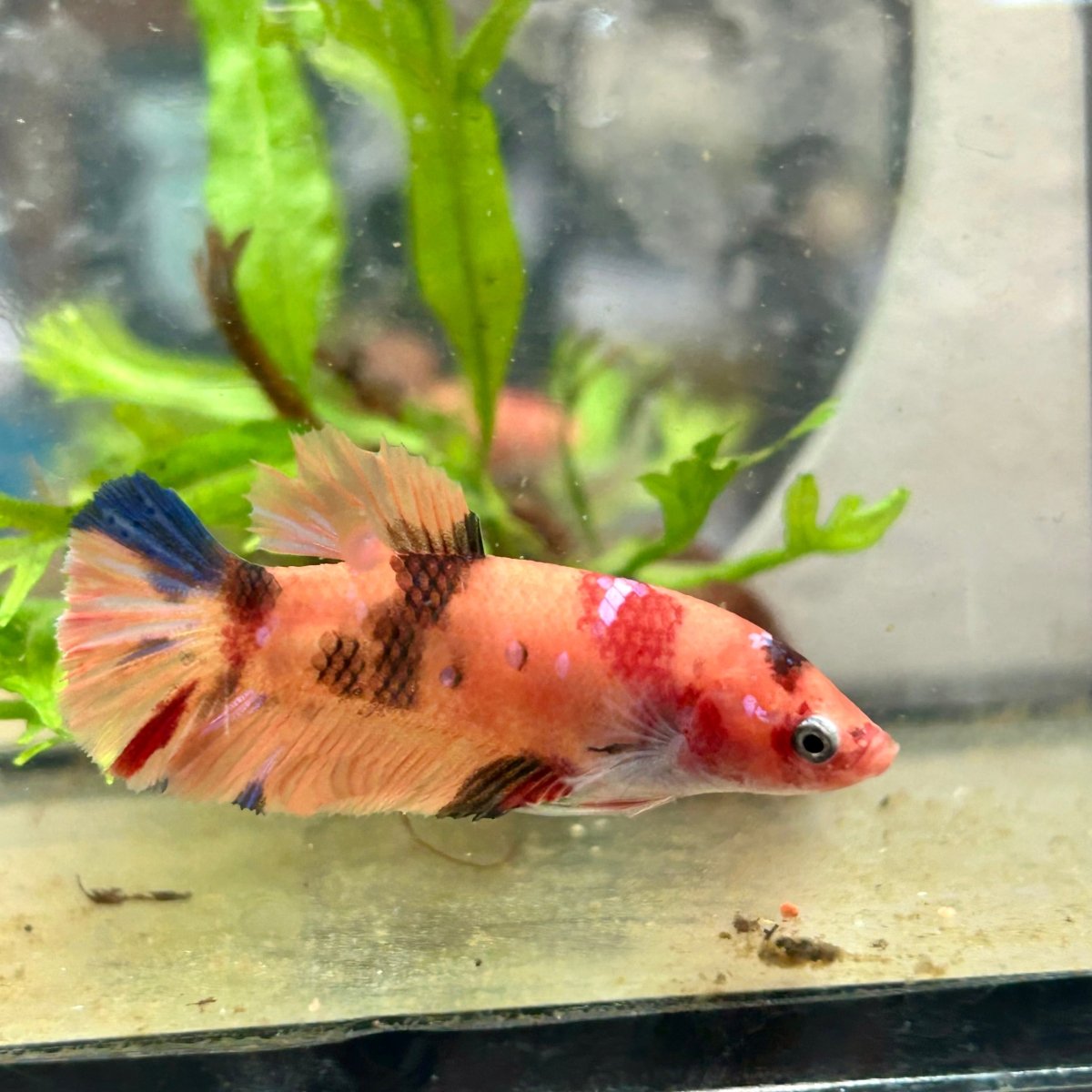 Betta Female Plakat Multicolor Nemo 044