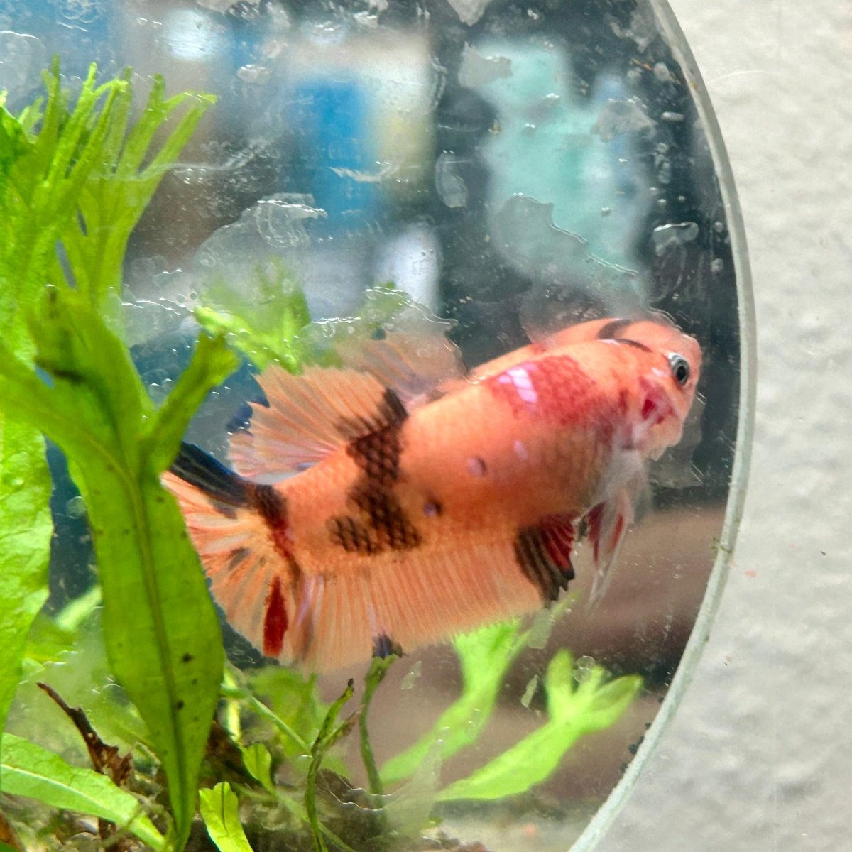 Betta Female Plakat Multicolor Nemo 044