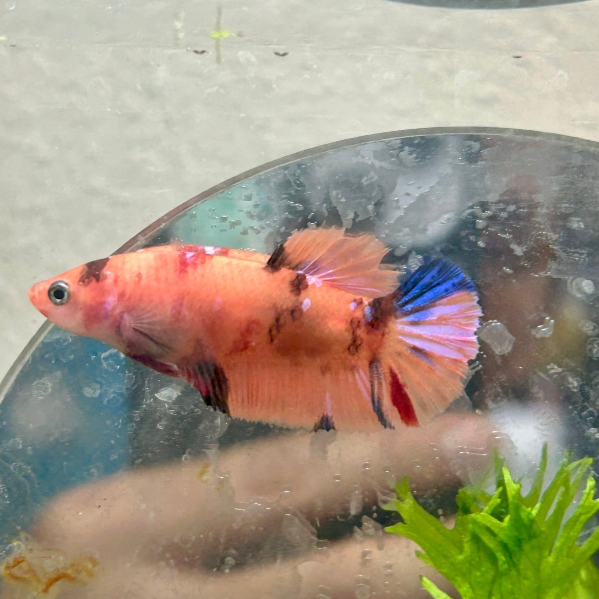 Betta Female Plakat Multicolor Nemo 044