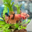 Betta Female Plakat Multicolor Nemo 044