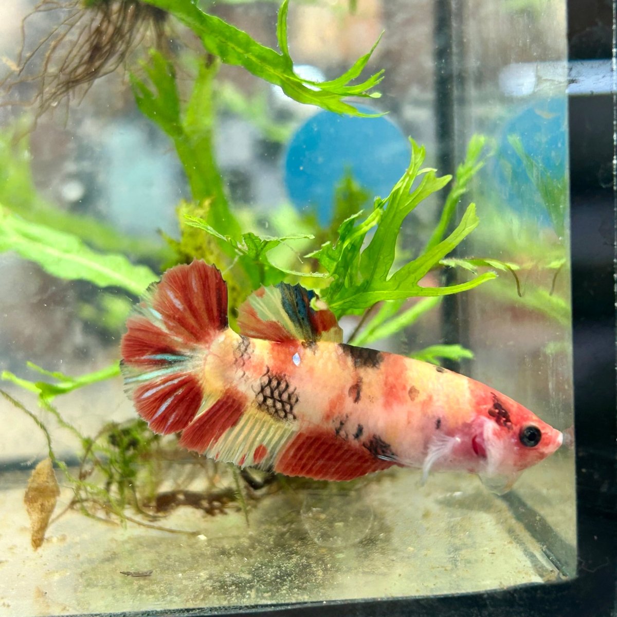 Betta Female Plakat Multicolor Nemo 143