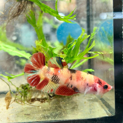 Betta Female Plakat Multicolor Nemo 143