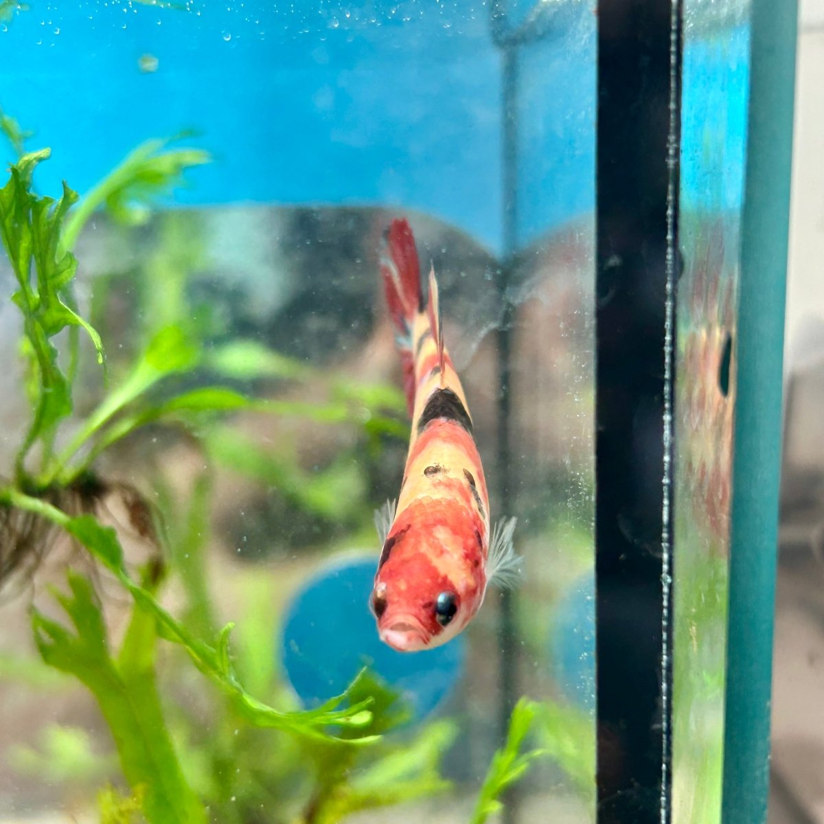 Betta Female Plakat Multicolor Nemo 143