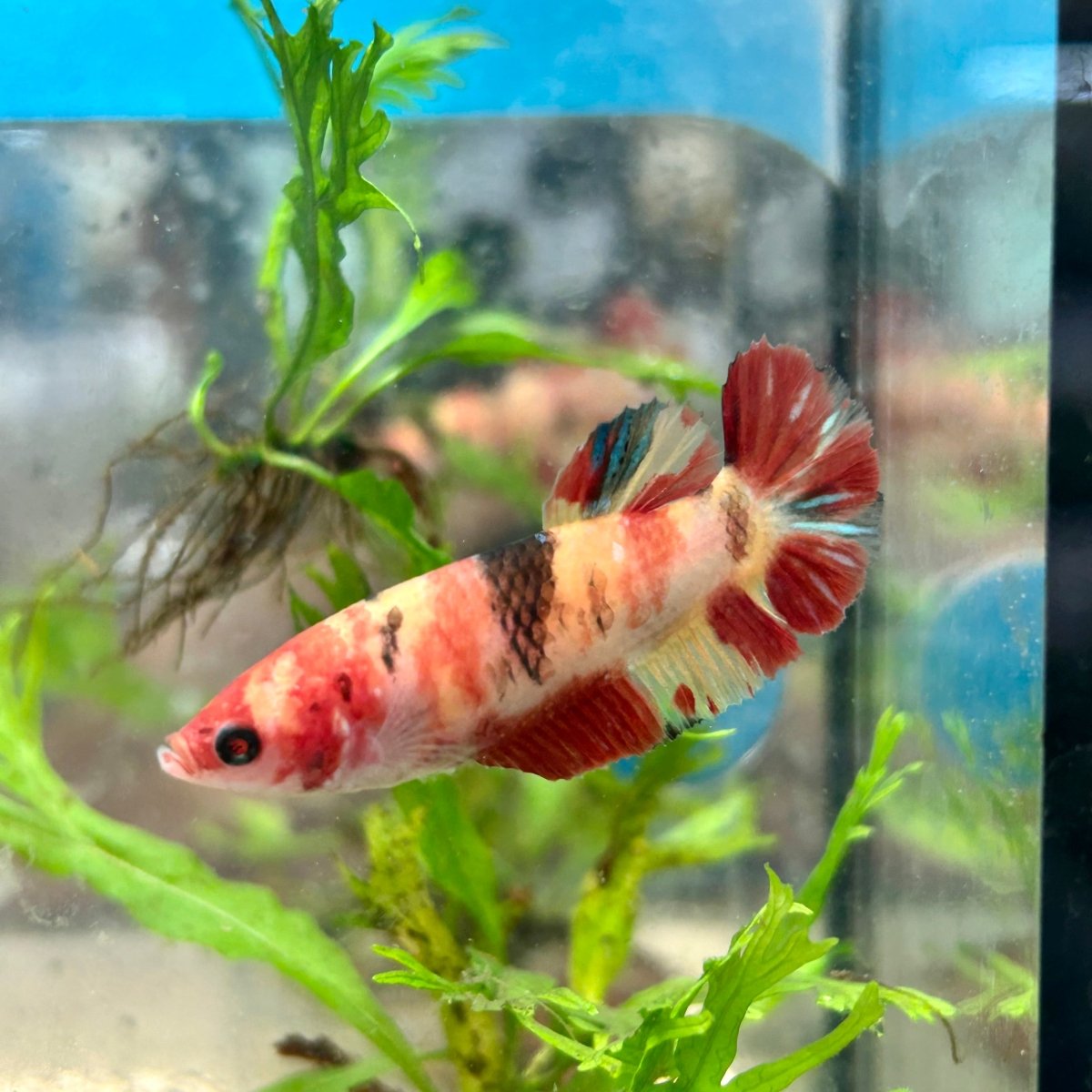 Betta Female Plakat Multicolor Nemo 143