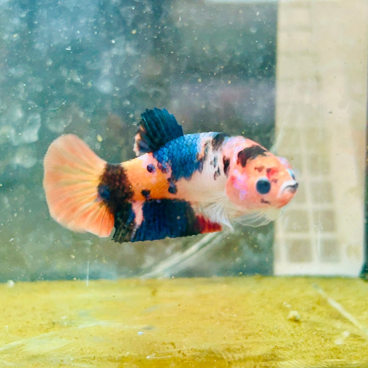 Betta Female Plakat Orange Candy #193