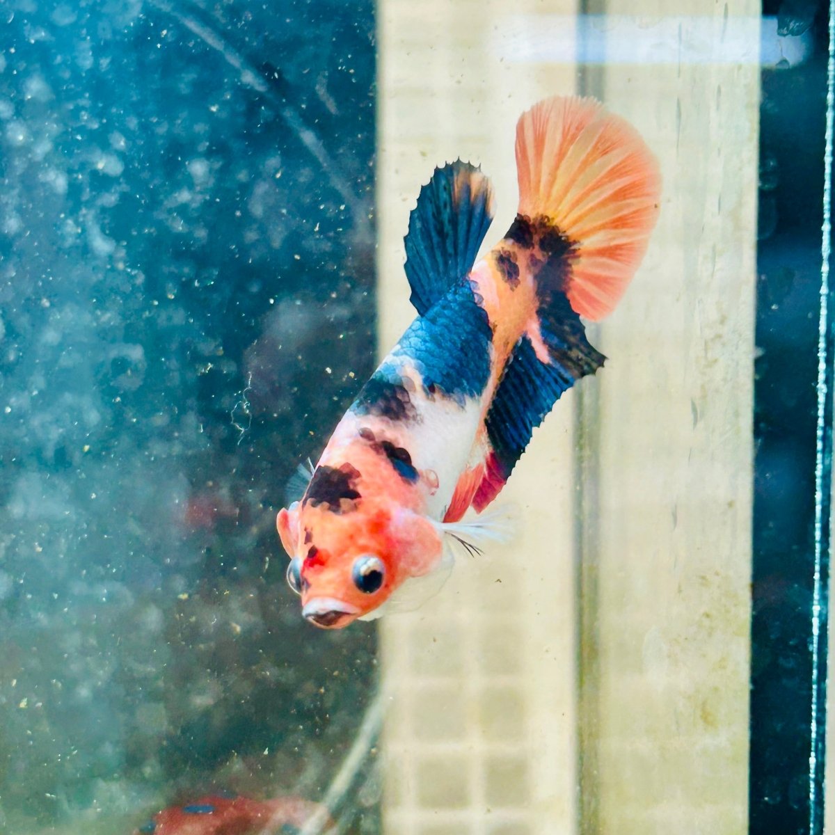 Betta Female Plakat Orange Candy #193