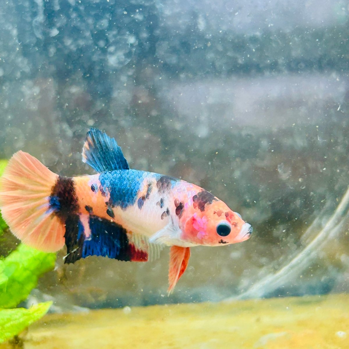 Betta Female Plakat Orange Candy #193