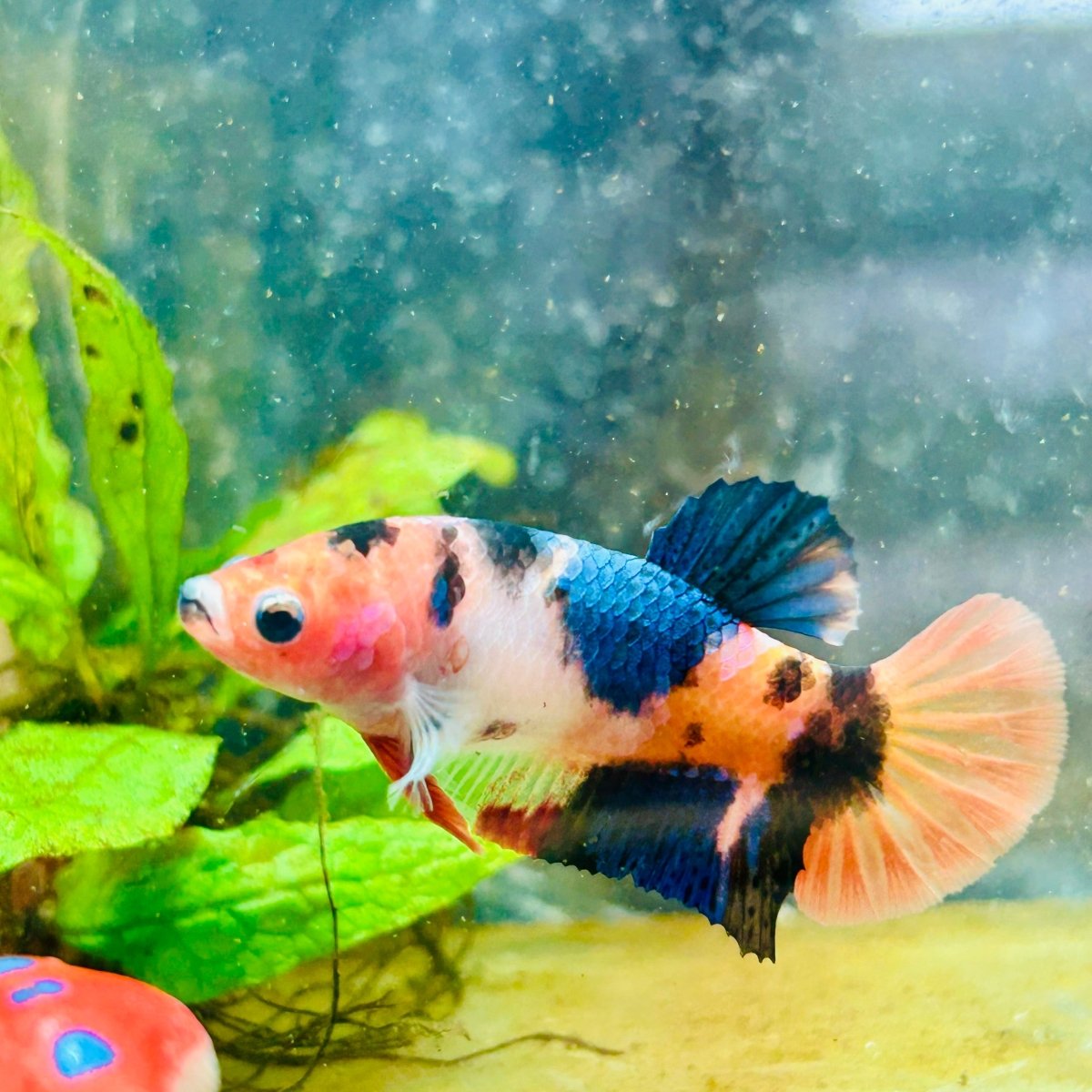 Betta Female Plakat Orange Candy #193