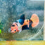 Betta Female Plakat Orange Candy 193 Female betta