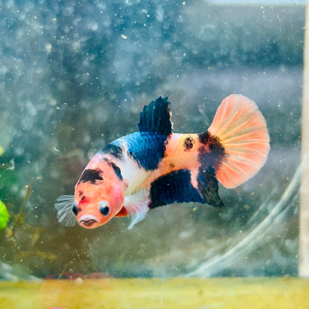 Betta Female Plakat Orange Candy #193