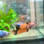 Betta Female Plakat Orange Koi 112