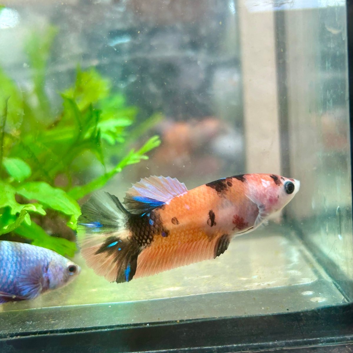 Betta Female Plakat Orange Koi 112