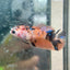 Betta Female Plakat Orange Koi 112