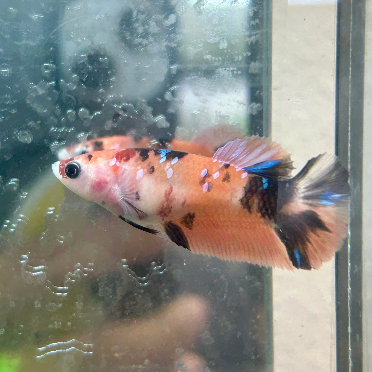 Betta Female Plakat Orange Koi 112