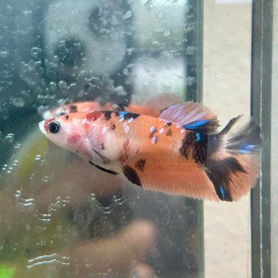 Betta Female Plakat Orange Koi 112