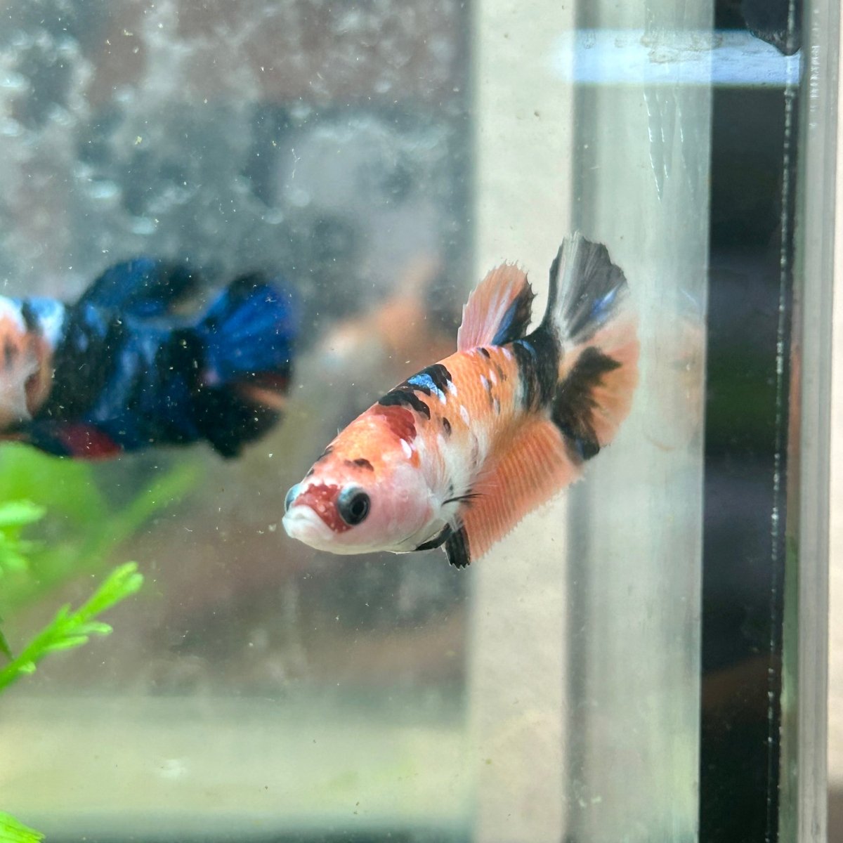 Betta Female Plakat Orange Koi 112