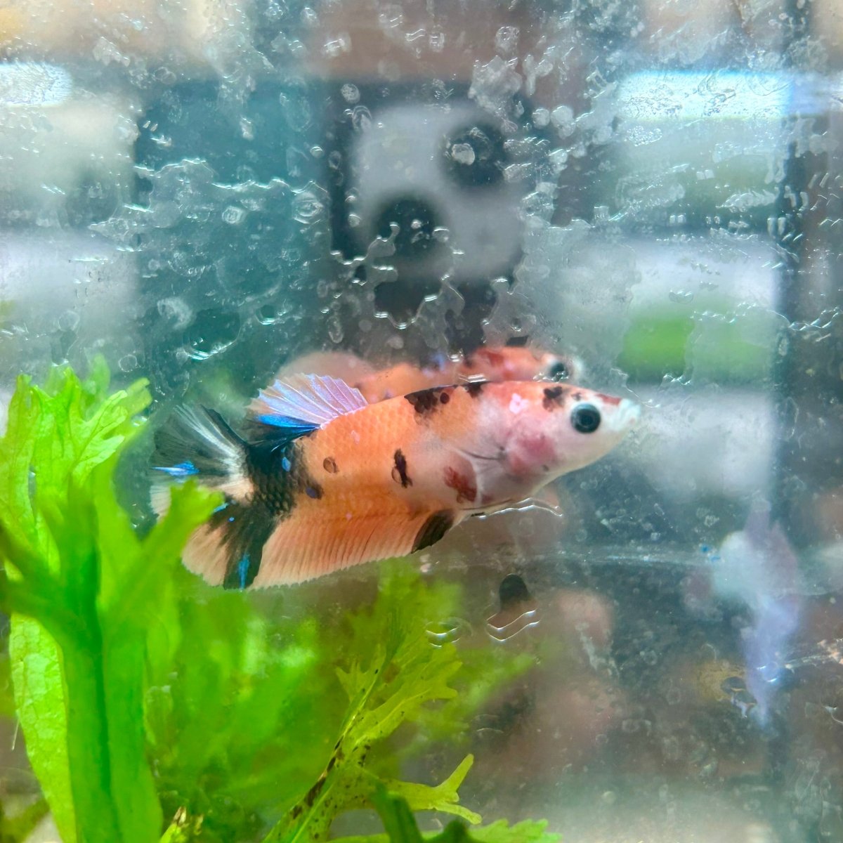 Betta Female Plakat Orange Koi 112