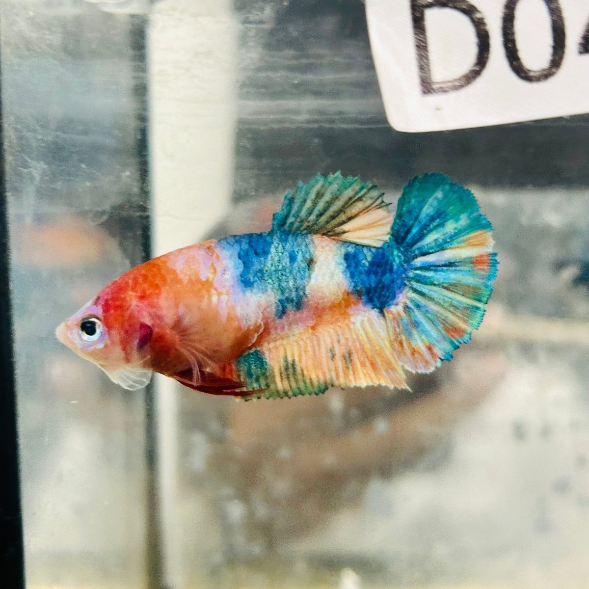 Betta Female Plakat Orange Koi #D04