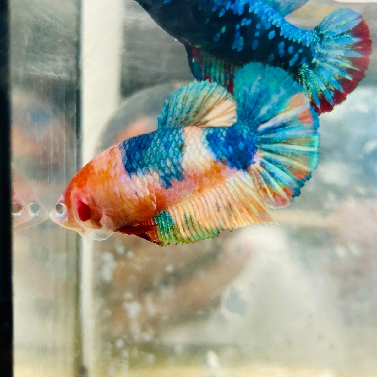 Betta Female Plakat Orange Koi #D04