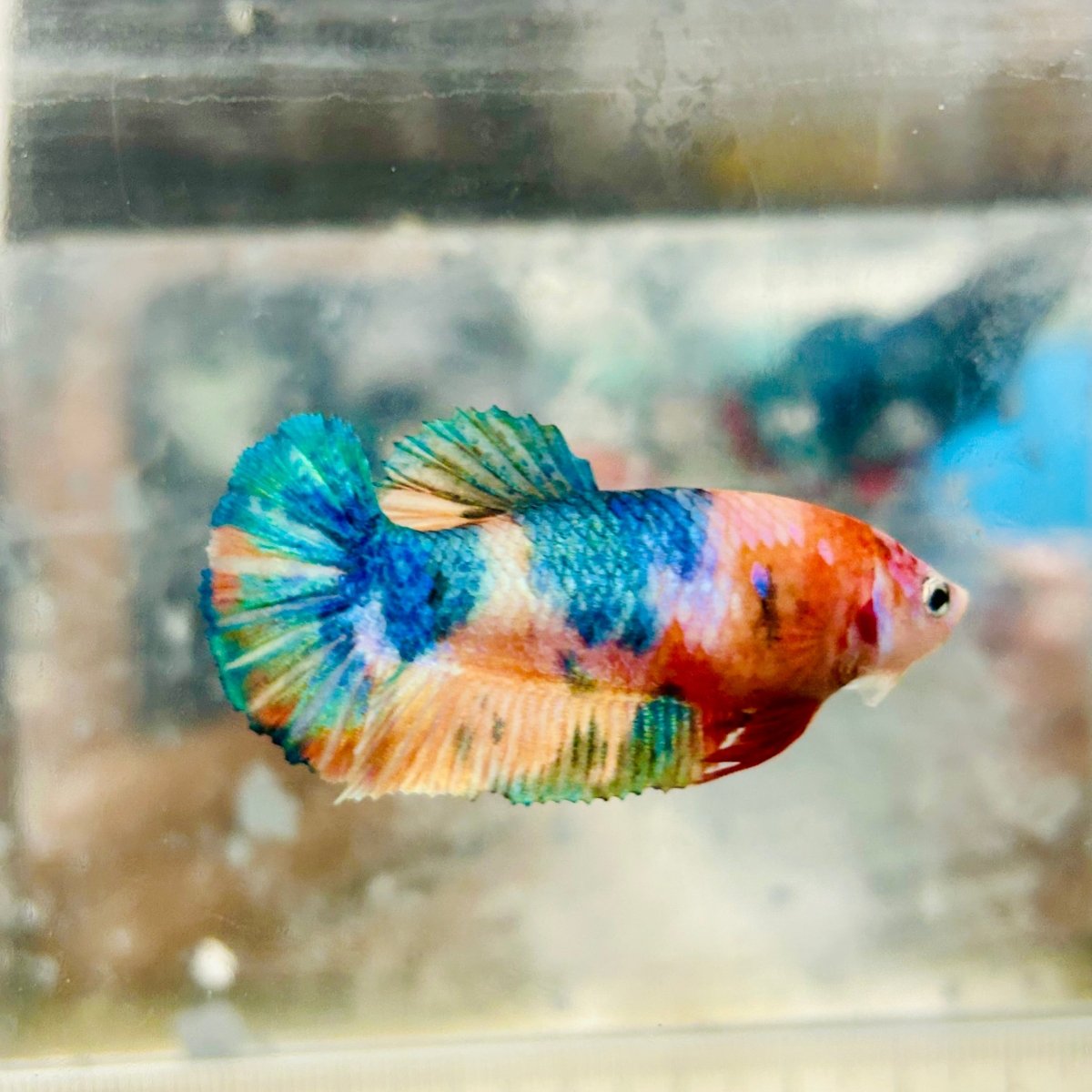Betta Female Plakat Orange Koi #D04