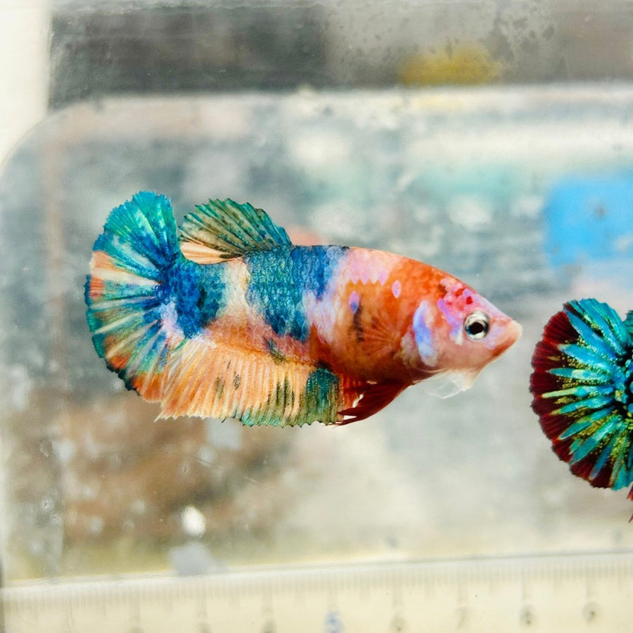 Betta Female Plakat Orange Koi D04 Female betta