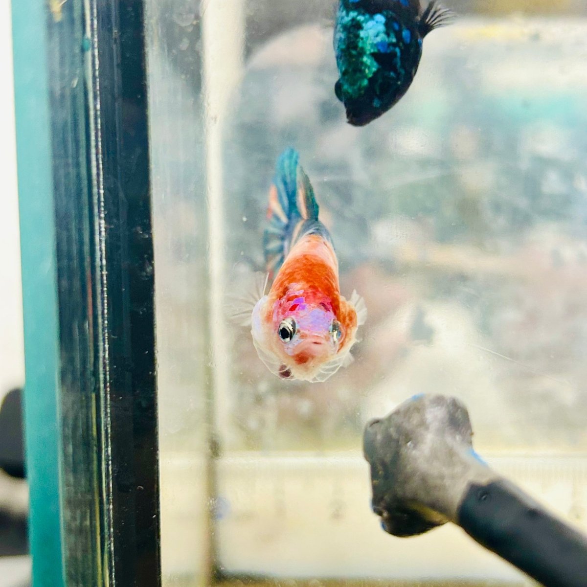 Betta Female Plakat Orange Koi #D04