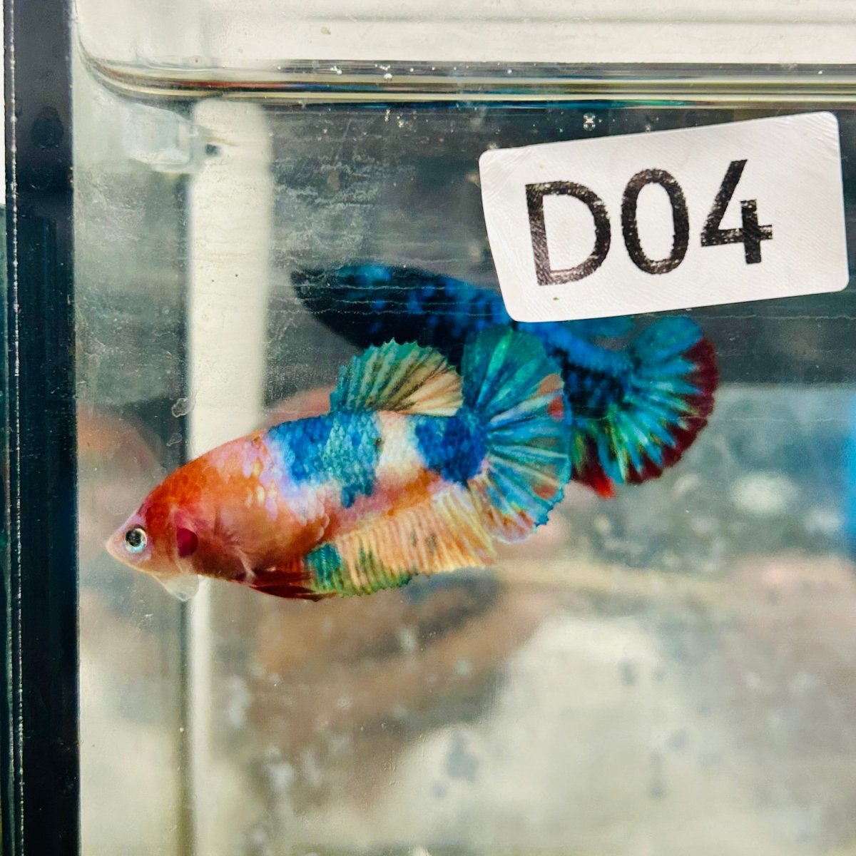 Betta Female Plakat Orange Koi #D04