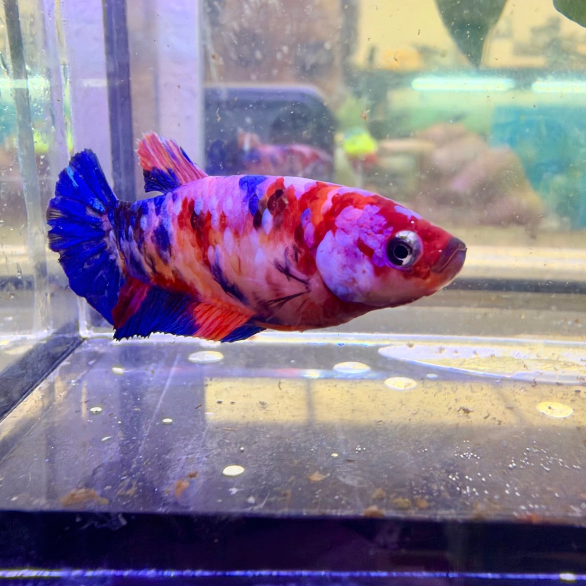 Betta Hembra Plakat Naranja Koi #D04