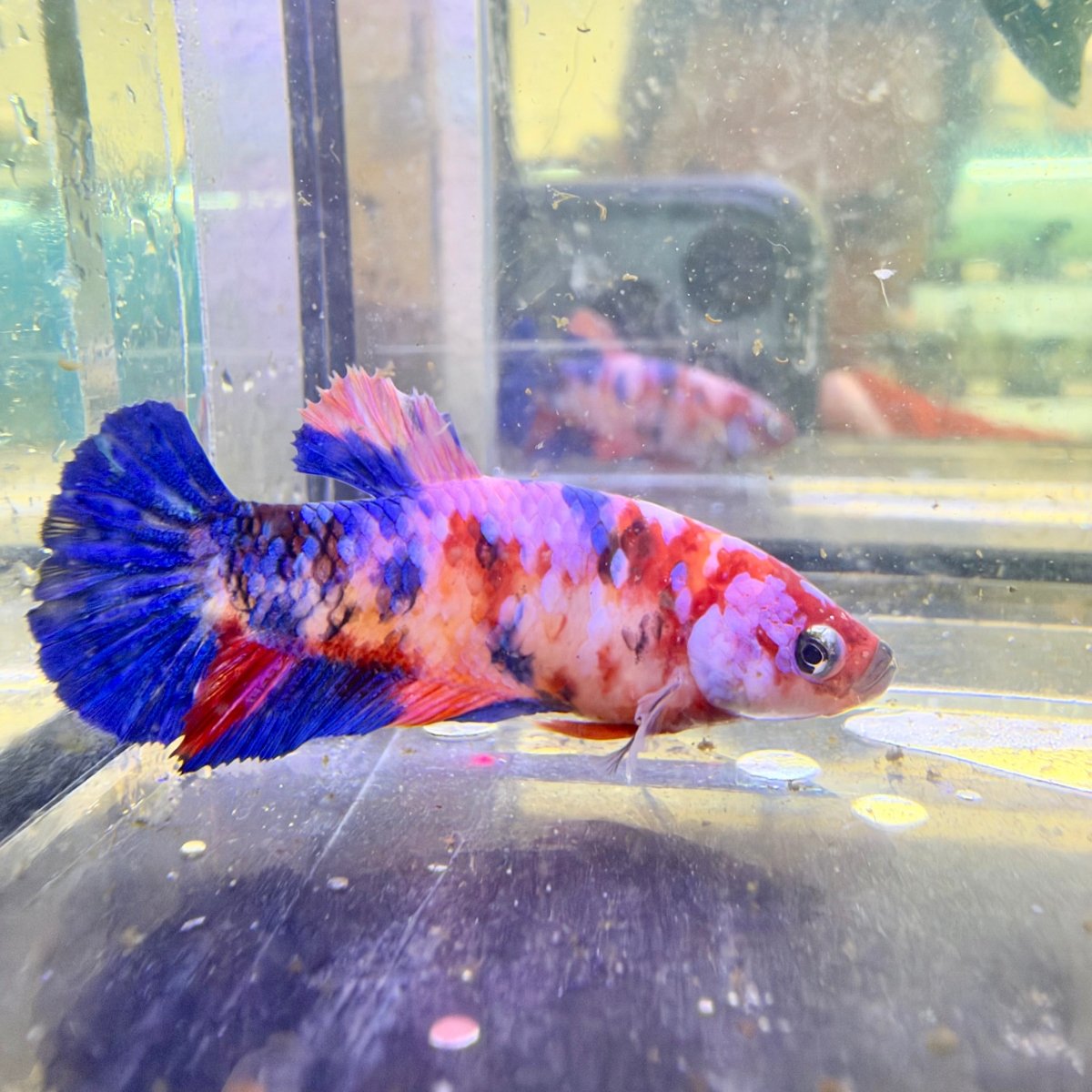 Betta Hembra Plakat Naranja Koi #D04
