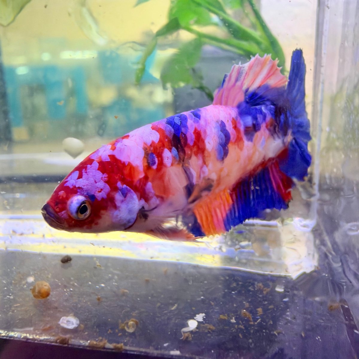Betta Hembra Plakat Naranja Koi #D04