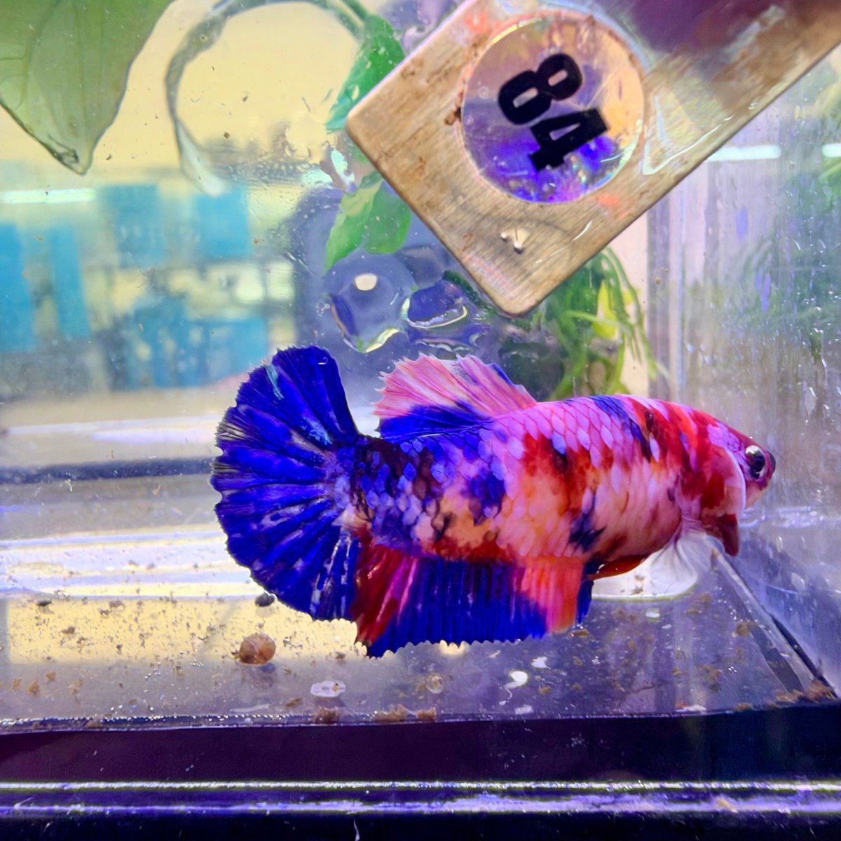 Betta Hembra Plakat Naranja Koi #D04