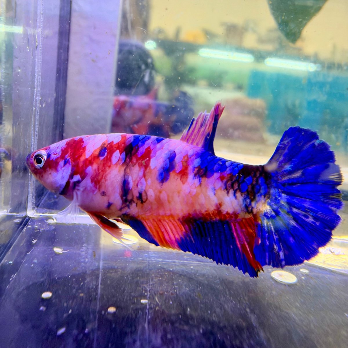 Betta Hembra Plakat Naranja Koi #D04